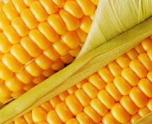 Південна Корея закупила на тендері американську кукурудзу